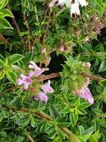 צינתרה ורודה // צילום: באדיבות ציון סימן טוב